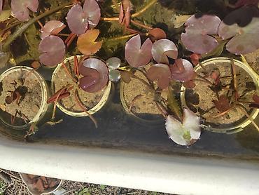 нимфеи: Самовывоз — 3