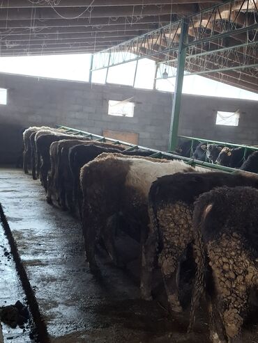 Коровы, быки: Продаю | Бык (самец) | Швицкая | Для разведения | Племенные — 5