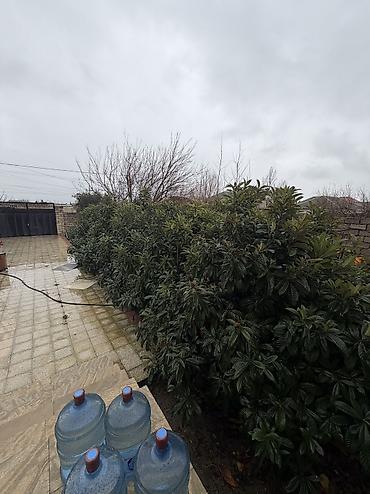 banan agaci: Yapon ezgili. Musmulaq kimi taninir 4000 e yaxin agac var her olcude 1 — 4
