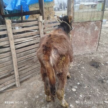 Коровы, быки: Продаю | Бык (самец) | Полукровка | На откорм | Привязанные — 6