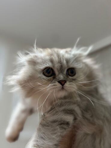 Pişiklər: Şinşilla, Dişi — 9