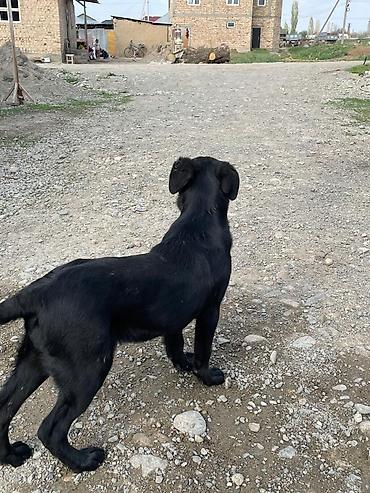 Отдам даром собаку: Собака даром: 3 месяца, Самка — 2