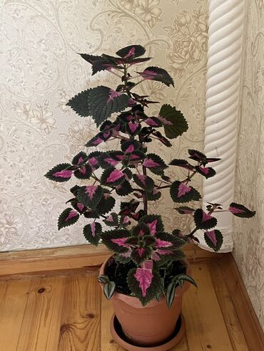 Otaq bitkiləri: Her biri ucuz kimete Gencededi catirma var size yaxin yere ancag — 56