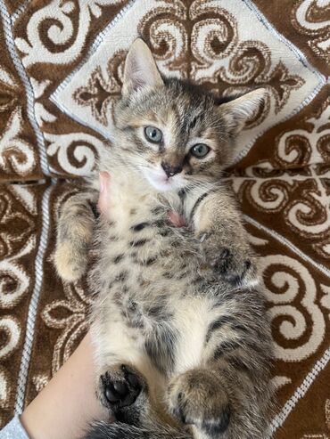 отдам переноску для кошек: Очаровательный котёнок тигрового окраса. - Пол: девочка 🥹💝 аккуратные