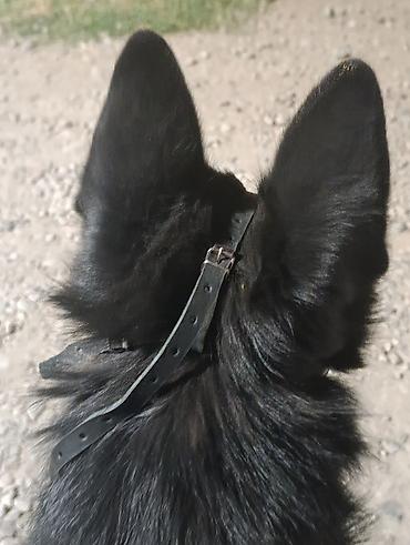 Продажа собак: Немецкая овчарка, 2 года, Самец — 28