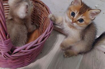 Pişiklər: Qızıl şinşilla, Dişi, Ünvandan götürmə — 11