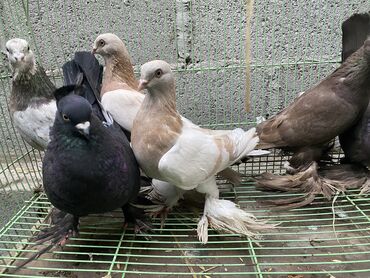 голубей птица: Пара тасманов за 1500