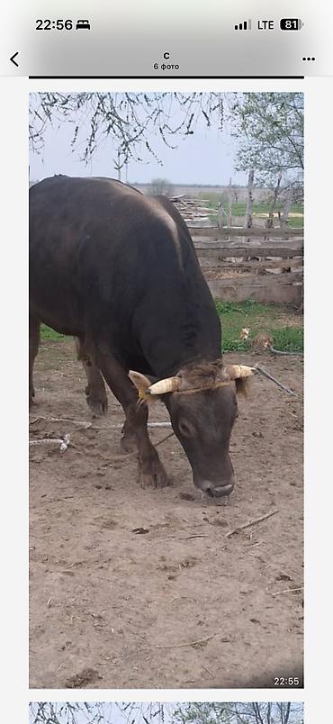 Коровы, быки: Продаю | Бык (самец) | Для разведения — 11