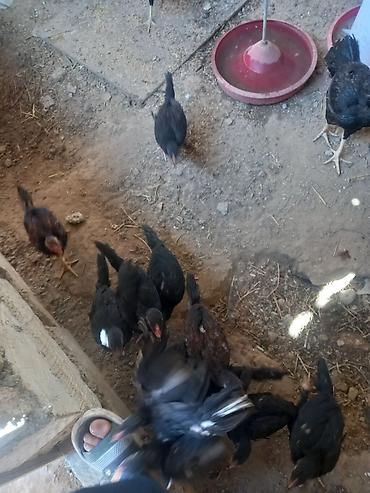 ev heyvanları satışı: Toyuq, Adler, Damazlıq, Ödənişli çatdırılma, Ünvandan götürmə — 3
