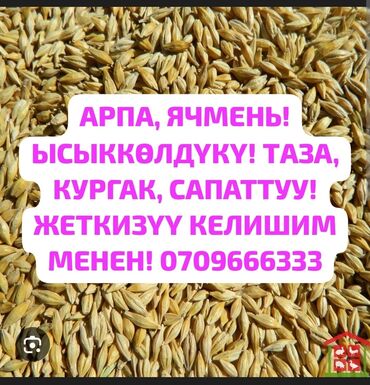 трава для животных: Семена: Ячмень