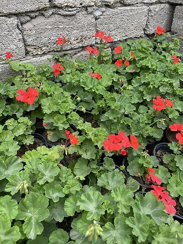 gul toxum satışı: Qırmızı sardunya, papatya və narıncı-akçaçiçək (tagetes) fidanları - — 1