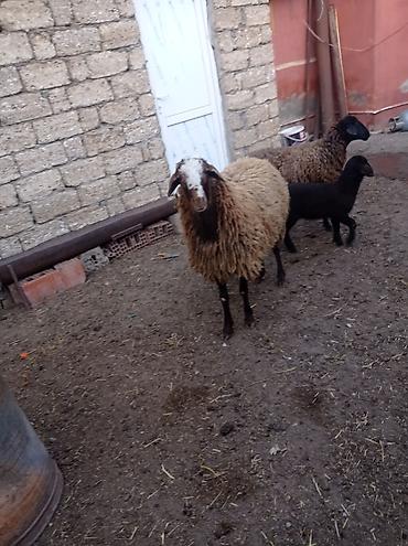 Qoyunlar, qoçlar: Erkək, Qala, il: 1, Damazlıq — 4