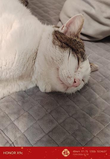 Dönər aparatları: Məhsul: Toğrulanmış dönər şişi (şaşlıq tipli şaquli şişdə bişirmə — 9