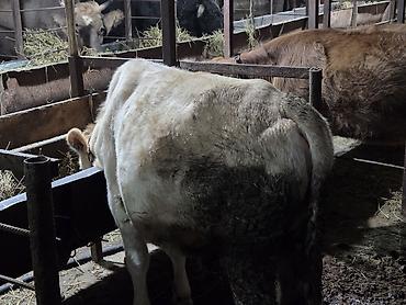 cins buzovlarin satisi: Super sort dana.etlik bordaqliq.qiymetde razilasma var.fikri cidi olan — 3