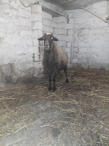 Qoyunlar, qoçlar: Sağlamdı 2ci qarına qoça gəlib. Ünvan Novxanı — 3