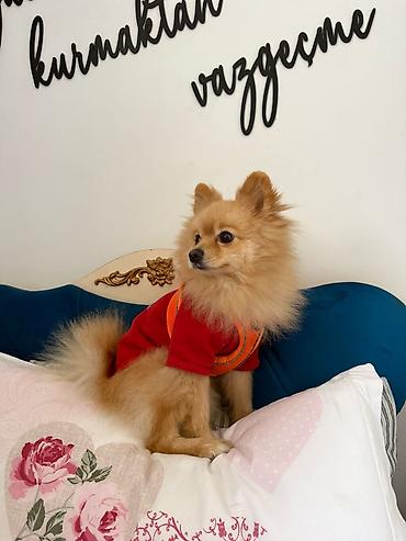 pomeranian: Şpitz, 3 il, Erkək, Cütləşmə üçün — 2