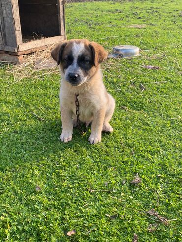 İtlər: Alabay, 1 ay, Erkek, Cütləşmə üçün, Ünvandan götürmə — 11