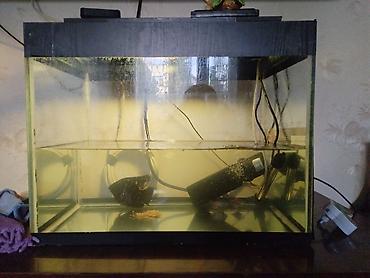 akvarium filtiri: Dördbucaq akvarium, Balıqlarla birlikdə, 50 l — 3
