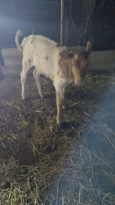 Inəklər, öküzlər: Məhsul: İnək (iribuynuzlu heyvan) Xüsusiyyətlər: - Rəng: Ağ-krem — 10