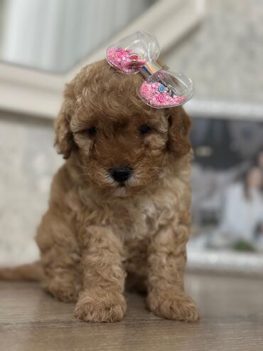 İtlər: Pudel, 2 ay, Peyvəndli — 5