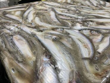 Рыба и морепродукты: Замороженный, До 1 кг, Бесплатная доставка, Платная доставка, Самовывоз — 9