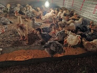 курица живая: Продаю | Цыплята | Полубрама, Бройлерная, Бойцовая | На забой, Для разведения, Несушки