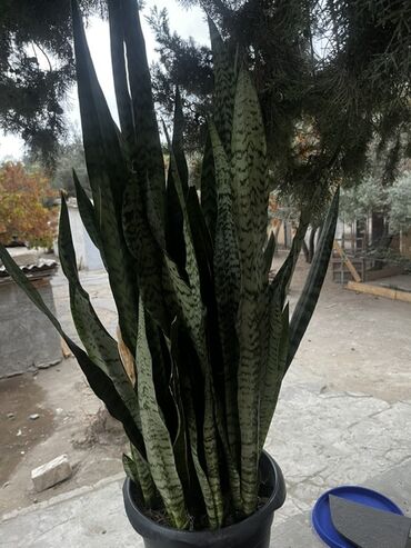 ucuz qapi: Sansevieria (İlan bitkisi) – dekorativ qapalı bitki - Növ