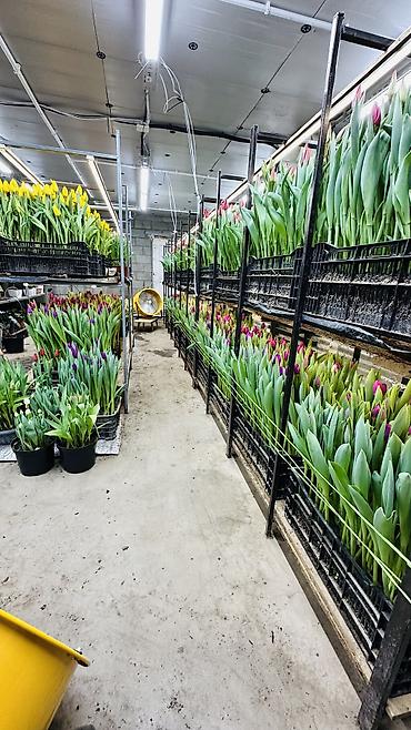 Букеты из живых цветов: ТЮЛЬПАНЫ ТЮЛЬПАНЫ ТЮЛЬПАНЫ на 8 марта. Бронь - Палитра: ярко‑желтые — 11