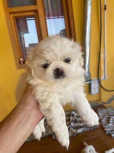 Pekines, 1 ay, Dişi