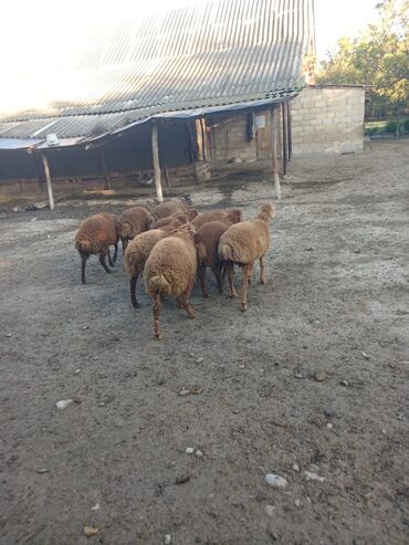 Digər kənd təsərrüfatı heyvanları: 3 aylığ südəmər quzular satılır! Diri çəkisi 10 manatdı,tək tək — 3