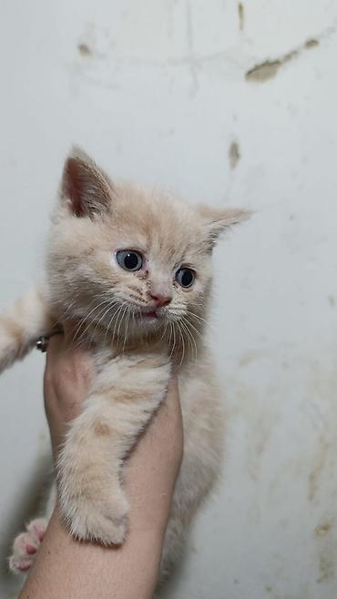 akvarium az: Şirin balaca pişik balaları - Cins: ev pişiyi (mix) - Rənglər: boz — 5