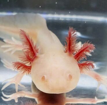akvarium baliqlar: ⭕️ Aksalot 4-5 aylıq, ölçüsü 9-10cm ⭕️ çatdırılma metrolara pulsuzdur