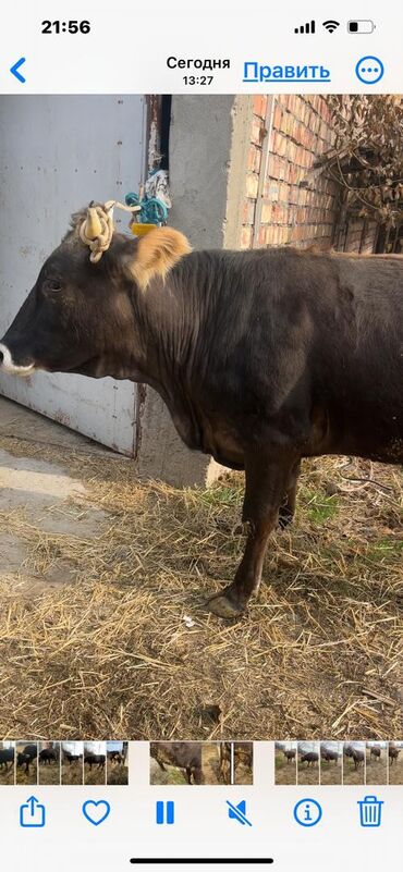 Коровы, быки: Продаю | Корова (самка) | Для молока | Привязанные — 9