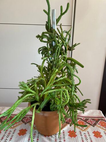 hilba bitkisi nedir v Azərbaycan | DIGƏR OTAQ BITKILƏRI: Kaktus bitkisi