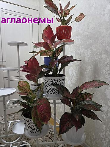 Аглаонемы: Аглаонема пестролистная (разные сортовые формы с розово‑зелёной — 2