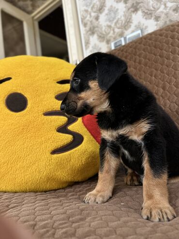kaski it: Doberman, 2 ay, Erkek, Cütləşmə üçün