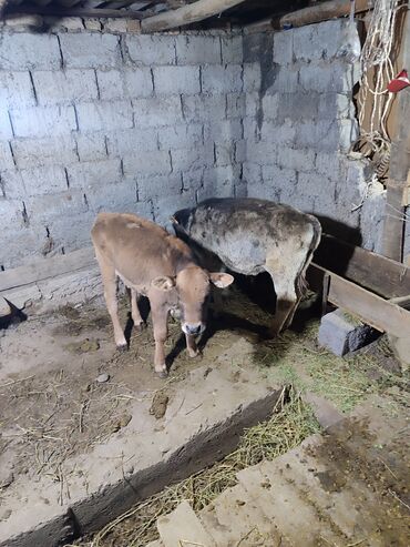 объявления о собаках sobaka: Сатам | Музоо | Аргын | Бордоп семиртүү үчүн | Жасалма уруктандырылган