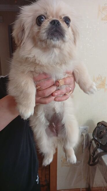 itlər pitbul: Pekines, 5 ay, Dişi, Peyvəndli, Ünvandan götürmə