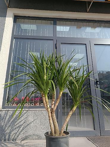 Другие комнатные растения: ПРОДАЮ КОМНАТНЫЕ РАСТЕНИЯ! 🌱 Бамбук — 3000 сом 🌳 Бонсай — 4100 сом 🌳 — 29