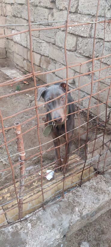 allah butun balalari qorusun: Doberman, 1 il, Erkek, Sənədli, Ünvandan götürmə