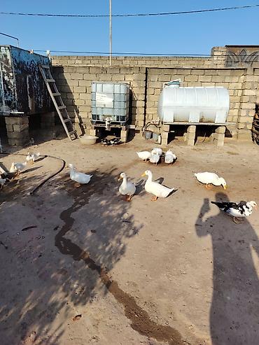 hinduşka balaları: Muscovy (hind) və Pekin ördəkləri – qarışıq sürü 29 ededdir 11 balaca — 3