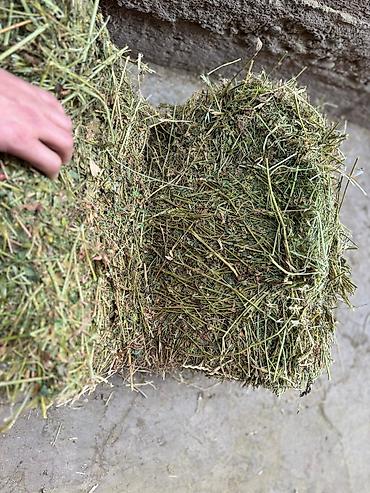 Корма для с/х животных: Силос 9 сомдон. Сенаж 12 сомдон. Токмок кегети беде биринчи кос таза — 9