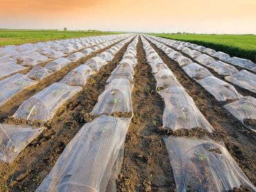 Другие товары для дома и сада: Пленка для мульчирования 30 микрон. Пленка для мульчирования 30 мкм — 11