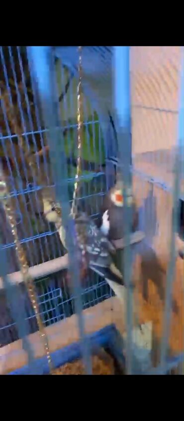 Tutuquşları: Nymph (Cockatiel) cütlüyü və qəfəs dəsti - Növ: Nymph papuqayı — 4