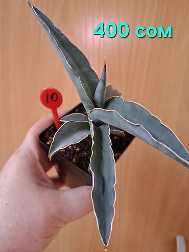 Драцены и Сансевиерии: Суккуленты Sansevieria (сансевиерия) в горшках 6–7 см. Компактные — 1