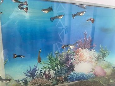 zavod akvarium: Прямоугольный аквариум, Вместе с рыбами, 20 л, Самовывоз, Платная доставка — 3
