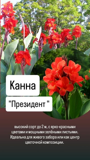 елка бишкек 2024: Канна «Президент» - Высокий сорт до 2 м. - Ярко‑красные соцветия на