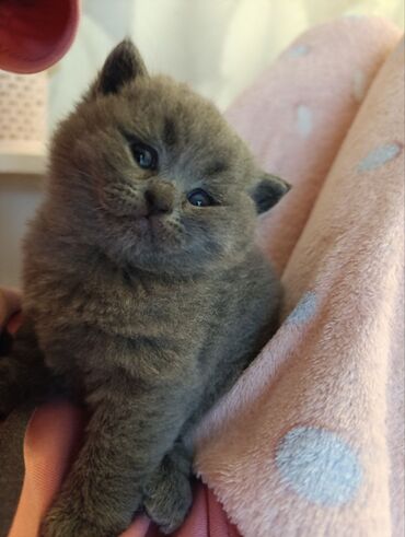 Pişiklər: Şotland — 12