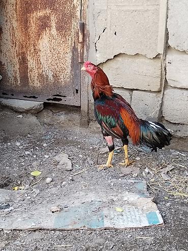 xoruz şəkli: (xoruz)

Təsvir:satlr xoruz 3 meydani olub 3de qelebe bir gozu kordu
- — 1