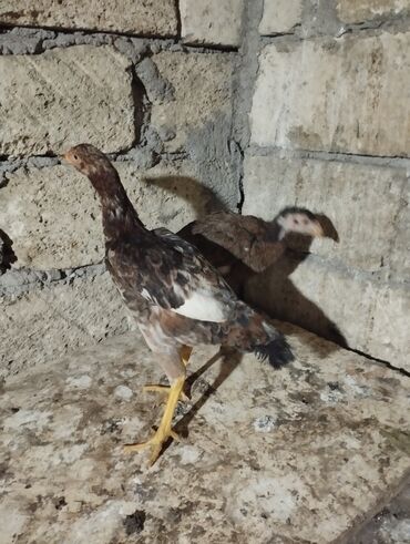 Digər quşlar: 2 fərə satılır biri 2 ay yarımlıq də biri 3 ayın keçib münasib qiymətə — 11